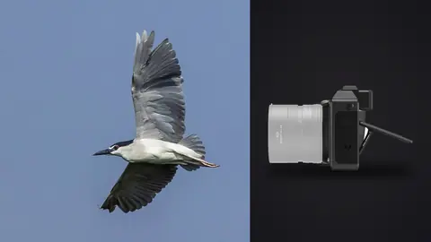 Hasselblad X2D 100C product photo beside gull in flight against pale sky