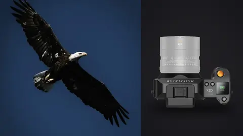 Hasselblad X2D 100C product photo beside bald eagle in flight against dark sky