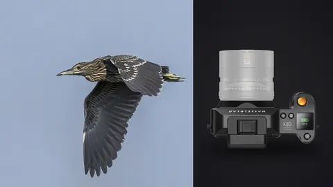 Hasselblad X2D 100C product photo beside night heron in flight against sky
