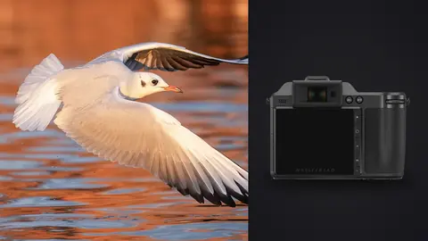 Hasselblad X2D 100C product photo beside gull in flight over orange-tinted water