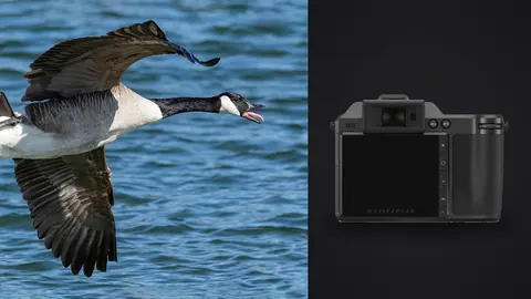 Hasselblad X2D 100C product photo beside goose in flight low over water