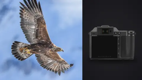 Hasselblad X2D 100C product photo beside bird of prey in flight against white sky