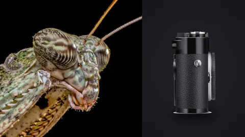 Leica M11 product photo beside praying mantis face close up with long antennae