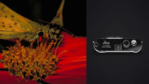 Leica M11 product photo beside skipper butterfly feeding on a red flower