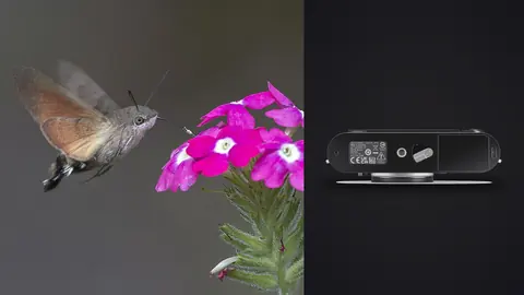 Leica M11 product photo beside hummingbird hawk moth feeding on purple flowers