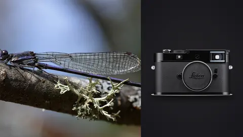 Leica M11 product photo beside damselfly resting on a lichen covered branch