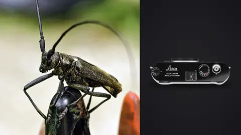 Leica M11 product photo beside longhorn beetle with extremely long curved antennae