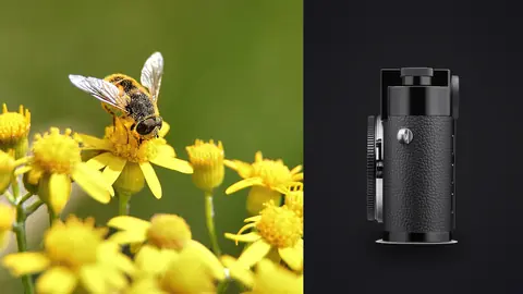 Leica M11 product photo beside bee gathering pollen on small yellow flowers