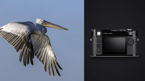 Leica M11 product photo beside heron in flight against pale sky