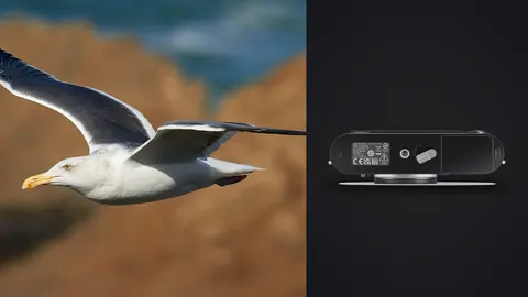 Leica M11 product photo beside gull gliding in flight over rocky coast