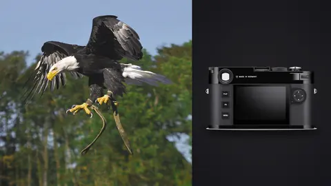 Leica M11 product photo beside bald eagle in flight with talons extended