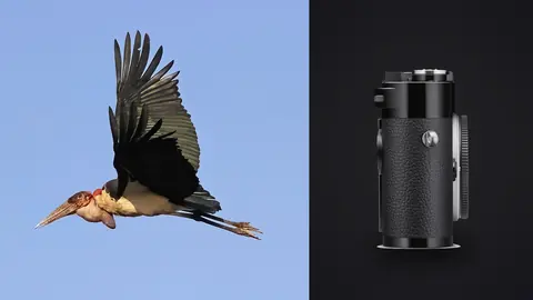 Leica M11 product photo beside large stork in flight against pale sky