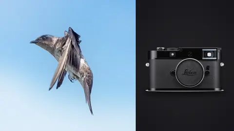 Leica M11 product photo beside black and white bird in flight against sky