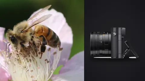 Leica Q3 product photo beside bee foraging on a white blackberry flower