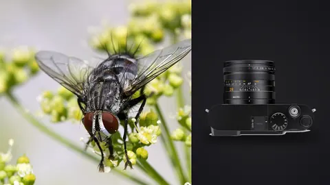 Leica Q3 product photo beside fly perched on small white flower clusters