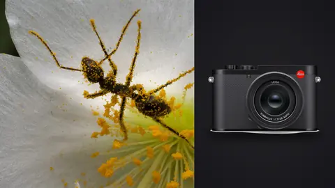 Leica Q3 product photo beside ant covered in pollen on a white flower