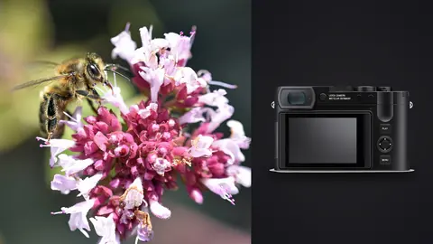 Leica Q3 product photo beside honey bee foraging on a pink oregano flower