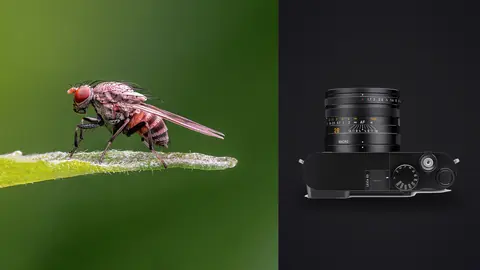 Leica Q3 product photo beside red eyed fly resting on a plant stem