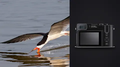 Leica Q3 product photo beside black skimmer flying just above water