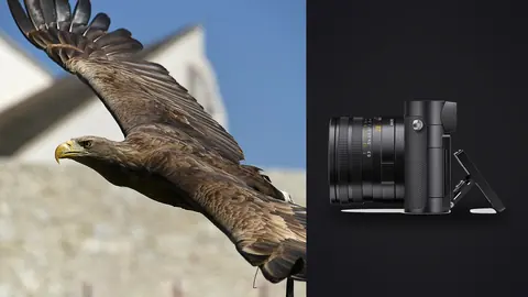 Leica Q3 product photo beside white-tailed eagle in flight close-up
