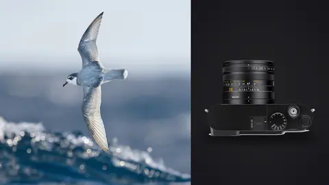 Leica Q3 product photo beside seabird in flight over ocean spray
