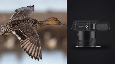 Leica Q3 product photo beside duck in flight against blurred background