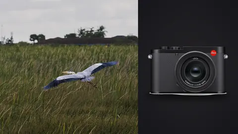 Leica Q3 product photo beside heron in flight low over a grassy marsh