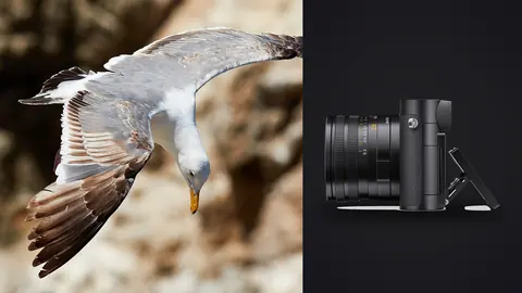 Leica Q3 product photo beside gull in flight over rocky cliff