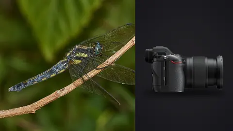 Nikon Z6 III product photo beside blue dragonfly perched on a dry twig