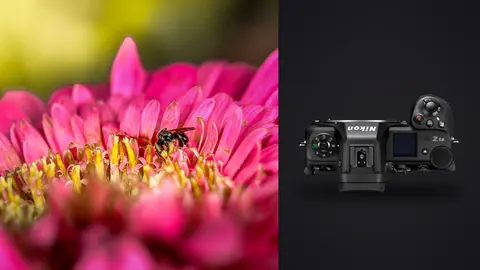 Nikon Z6 III product photo beside wasp perched on a bright pink zinnia
