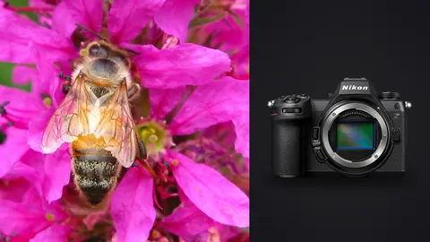Nikon Z6 III product photo beside bee close up among pink flower petals