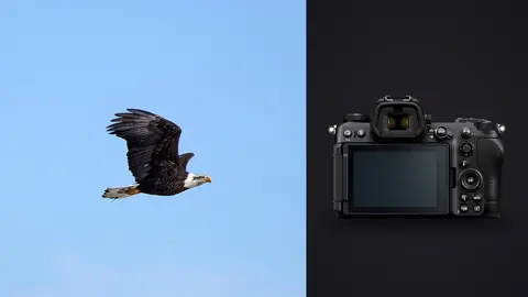 Nikon Z6 III product photo beside bald eagle banking in flight against blue sky