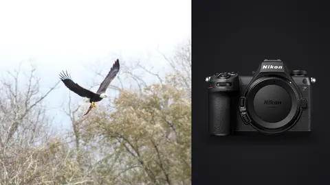 Nikon Z6 III product photo beside eagle in flight carrying a fish in its talons