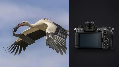 Nikon Z6 III product photo beside black and white stork in flight