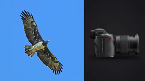 Nikon Z6 III product photo beside eagle in flight against blue sky