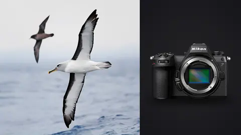Nikon Z6 III product photo beside two seabirds in flight over water