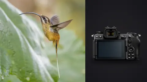Nikon Z6 III product photo beside hummingbird hovering near a green leaf