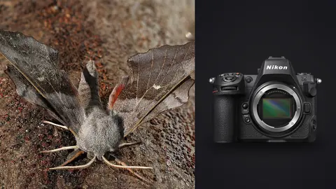 Nikon Z8 product photo beside poplar hawk moth showing folded wings and body