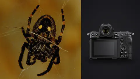 Nikon Z8 product photo beside spider macro showing patterned body and legs