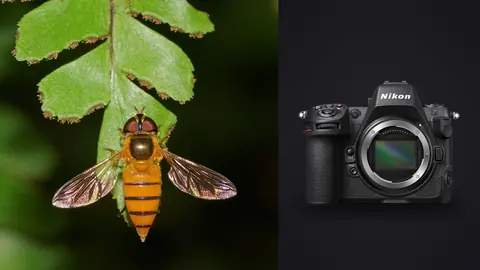 Nikon Z8 product photo beside hoverfly resting on the underside of a leaf