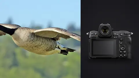 Nikon Z8 product photo beside canada goose in flight over green landscape