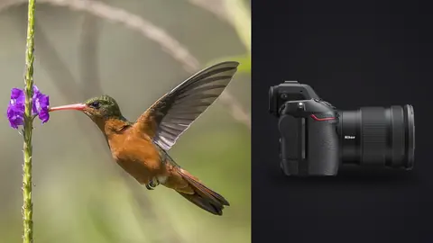 Nikon Z8 product photo beside hummingbird hovering near purple flower