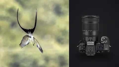 Nikon Z8 product photo beside small forked-tail bird in flight in greenery