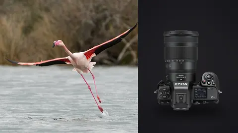 Nikon Z8 product photo beside flamingo taking off from water