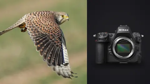 Nikon Z8 product photo beside kestrel in flight with wings spread