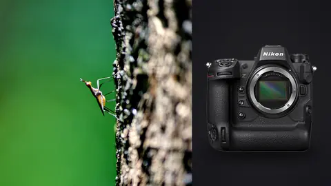 Nikon Z9 product photo beside slender insect on tree bark against a green background