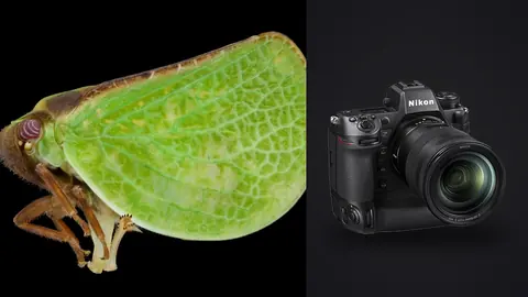 Nikon Z9 product photo beside green planthopper with wing shaped like a leaf