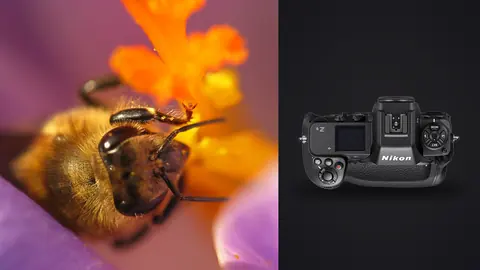 Nikon Z9 product photo beside bee feeding on an orange flower macro