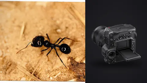Nikon Z9 product photo beside two black ants close up on sandy ground