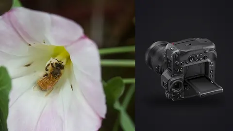 Nikon Z9 product photo beside bee gathering pollen inside a white morning glory